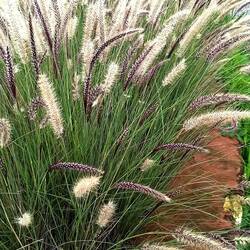 Afrikanisches Lampenputzergras