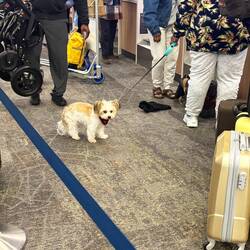 Thought of London, my dusters dog here!