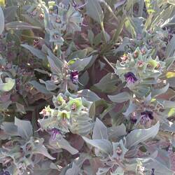 Bilsenkraut, starkgiftig