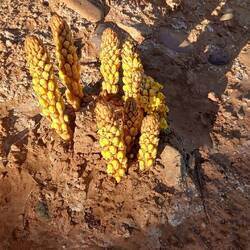 Wüstenhyazinthen oder auch Vampir der Wüste genannt