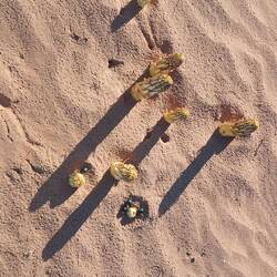 die wachsen nur nach Regen, ohne sind sie jahrelang weg