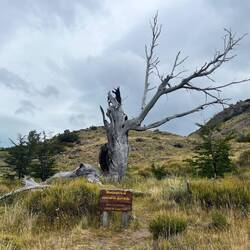 Monument eines rücksichtslosen Menschen - ein wegen einer Kippe abgebrannter Baum als Mahnmal
