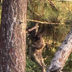 A sloth in a tree close to our balcony