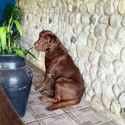 Sweet doggo who was trying to charm us out of some fries