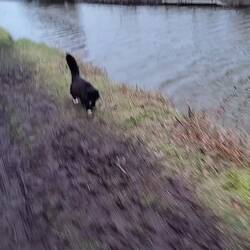 Mr Whiskers is getting fat eating kibble inside so Vicky was pleased he came out for a walk