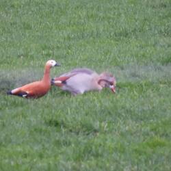 A Ruddy Shell Duck with Egyptian Geese. A rare sight for us but they do sometimes interbreed.