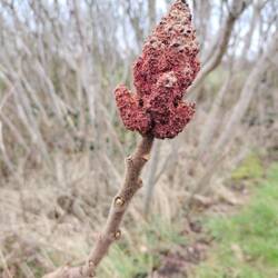 Ornamental Staghorn Sumac growing at locks. So called because its bark is hairy like stag antlers