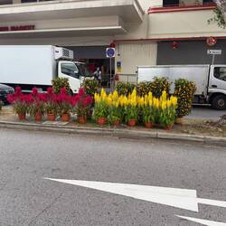 Lunar New Year decorations at Tiong Bahru.
