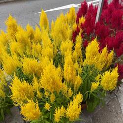 Lunar New Year decorations at Tiong Bahru.
