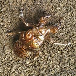 abgestreifte Haut einer Zikade