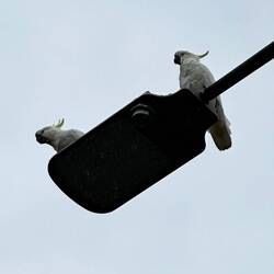 Sulfur crested cockatoos