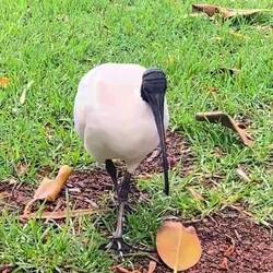 Australian Ibis aka “Bin Chicken “ 🤣