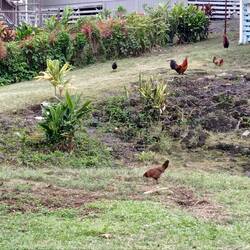 Bonjour les poupoules