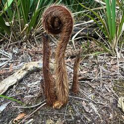 Meine Lieblingspflanze als Baby... 😍