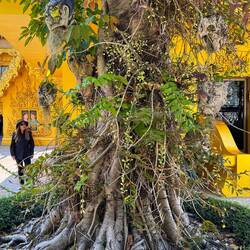 Beim Eingang gruselige Bäume mit noch gruseligeren Köpfen bekannter Figuren
