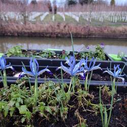 A few more to come too. The wholesale nursery trees in the background.