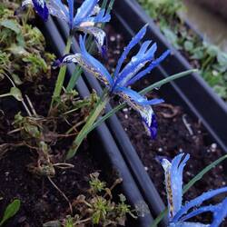 What a nice surprise to find all these iris bloomed together in the space of a day