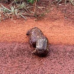 Selbst Schildkröten hat es hier