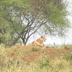 Löwin aus der Ferne