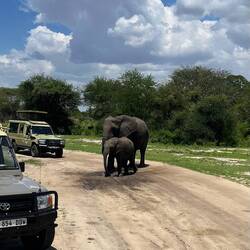 Inmitten einer Elefantenherde