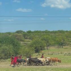 Massai und ihre Kühe
