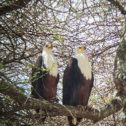 Afrikanische Fisch Adler