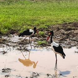 Noch ein paar Störche