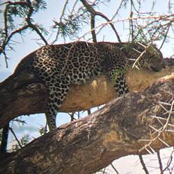 Selten zu sehen - Leopard (hier ein Weibchen) Albert meinte die letzten 4 Jahre hat er keinen gesehe