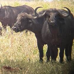 Wasserbüffel