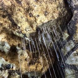 Mit dem Leuchten locken die Glühlarven Nahrung in ihre Spinnfäden