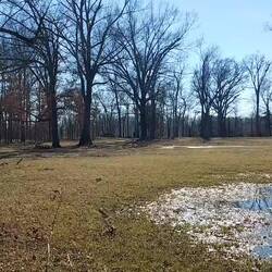 Der Vogel kann Geräusche.