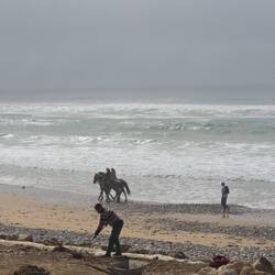 Pferde am Strand