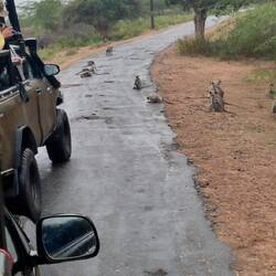 Affen auf der Straße