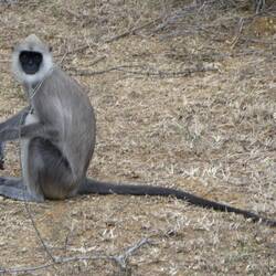 Hanuman-Langur