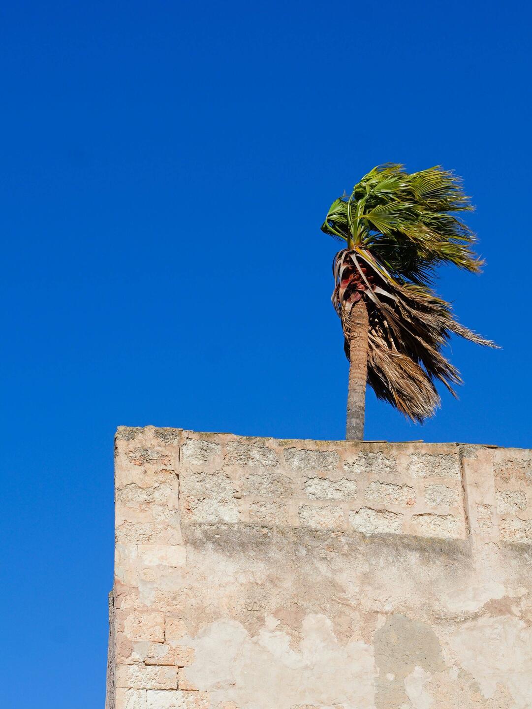 ... wenn die Palmen keine Wedel mehr haben.