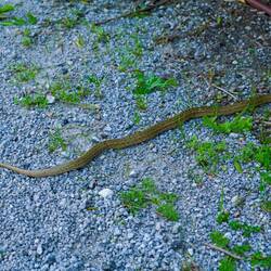 Die Hufeisennatter ist allerdings echt.