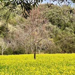 Tolle gelbe Sauerklee- Wiese
