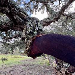 Wunderbare Korkeichen