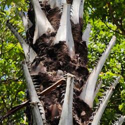 Wie könnte diese Palmenart wohl heißen? 😏