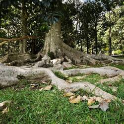 Wurzel(n) muss man haben