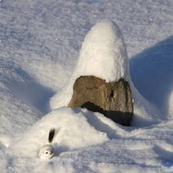 Mittagspause mit Ermine