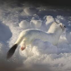 und ab durch den tiefen Schnee