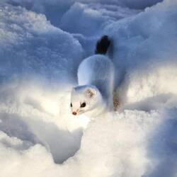 um plötzlich wieder aufzutauchen