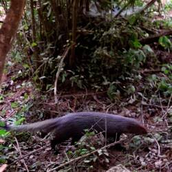 Konnten tatsächlich viele Mungos beobachten