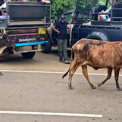Sie laufen überall frei herum