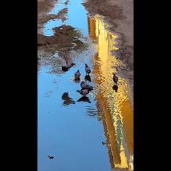Morning bath in the puddles ... one of Bologna's canals.