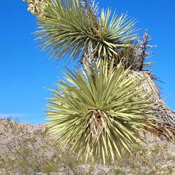 Joshua Tree mit Blüte