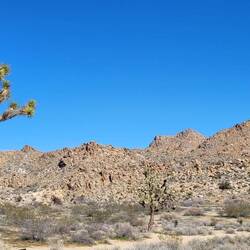 Der erste Joshua Tree des Nationalparks. Joshua Trees können bis zu 150 Jahre werden.