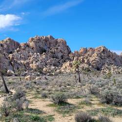 Der Joshua Tree gehört zu den Yucca Palmlilien Gewächsen