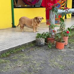 Local doggie. One of the rare females we saw.